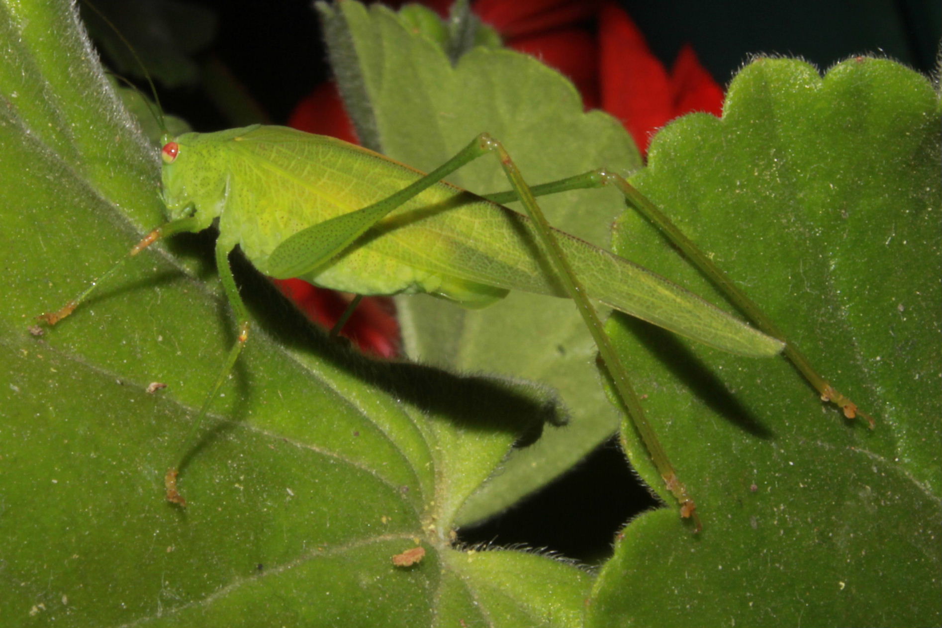 Phaneroptera da determinare ???